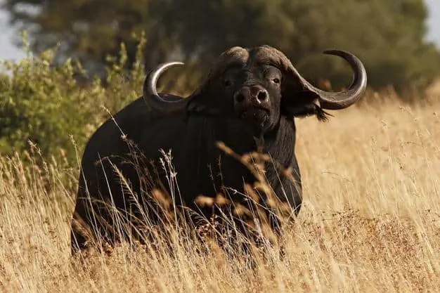 Bow Hunting Packages & Price List - South Africa Bow Hunting Safari - Buffalo Bull