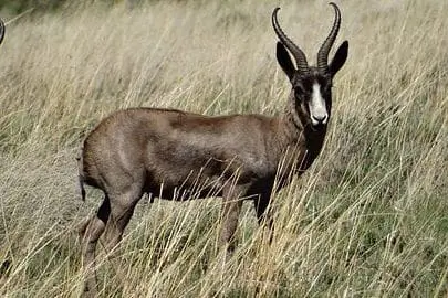 Hunting in South Africa Black Springbuck Package Hunt