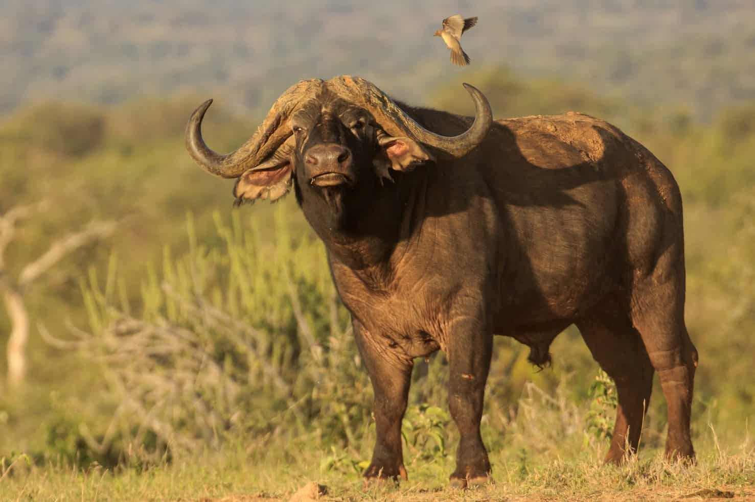Big Five Hunt South Africa Cape Buffalo