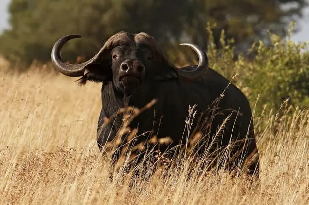 Trophy hunting Cape Buffalo in South Africa.