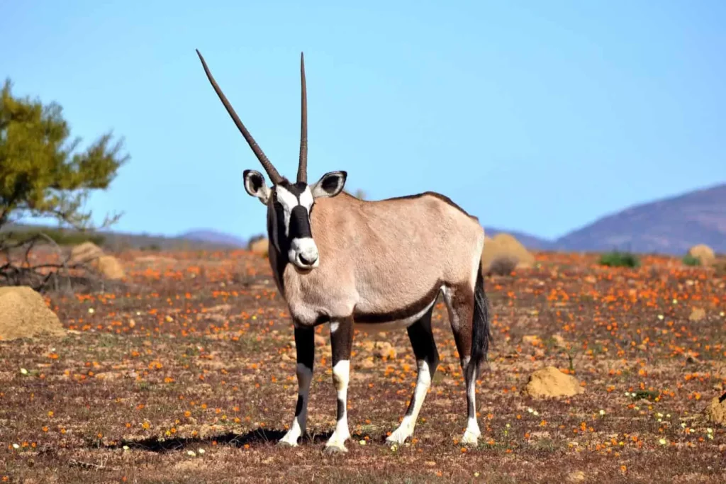 Trophy Gemsbuck Hunting Packages - Gemsbuck in South Africa.