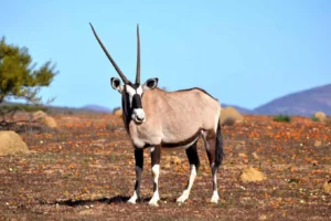 Bow hunt for Gemsbok.