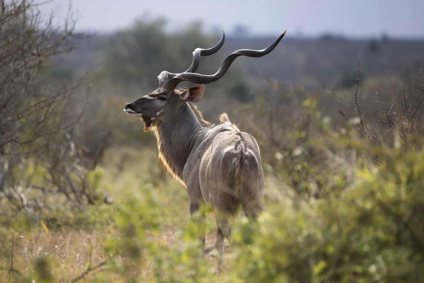 Hunt in South Africa Kudu