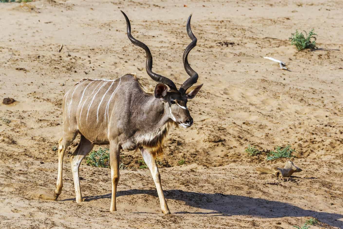 Hunt In South Africa Kudu