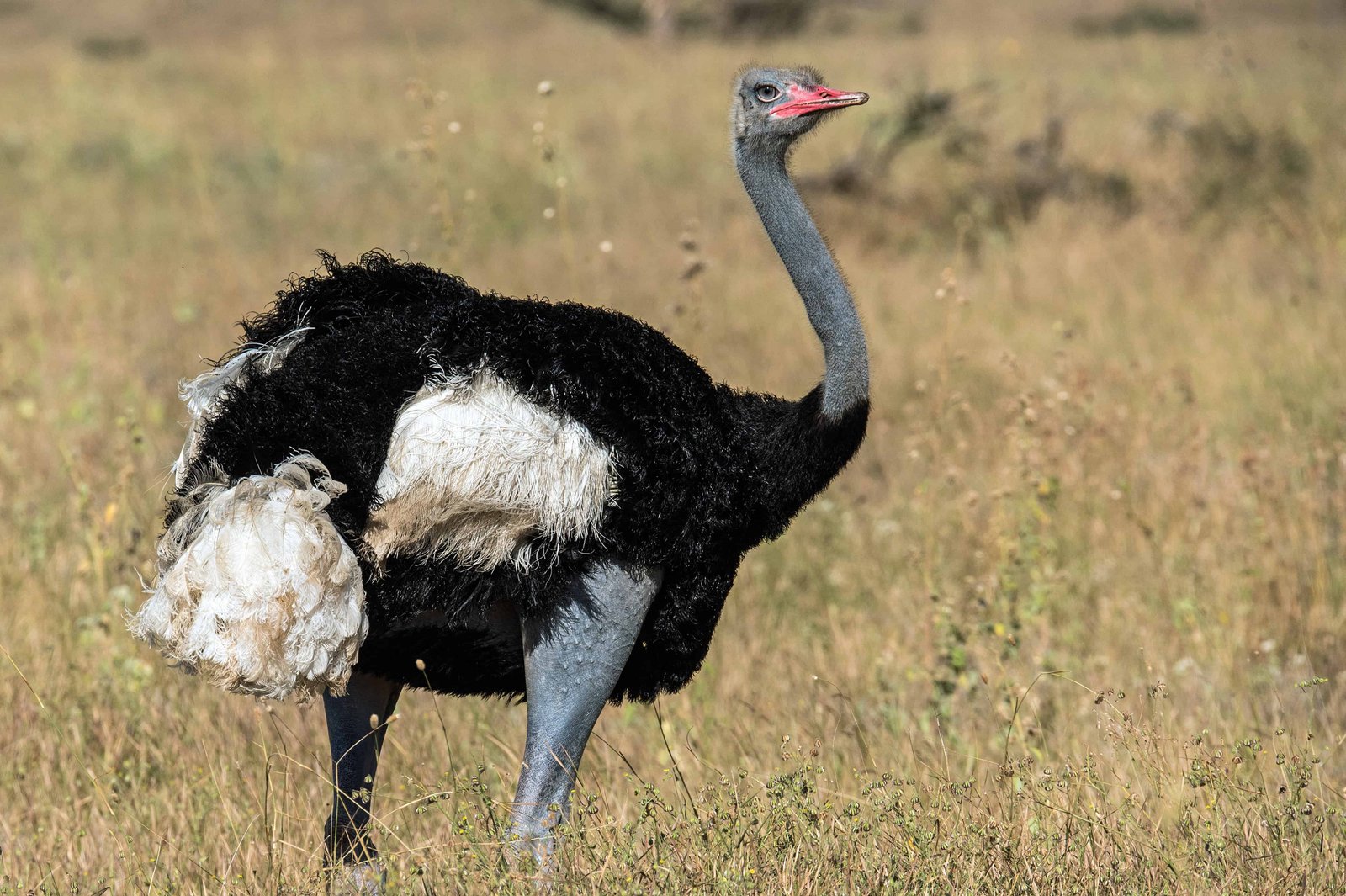 Hunt in South Africa Ostrich