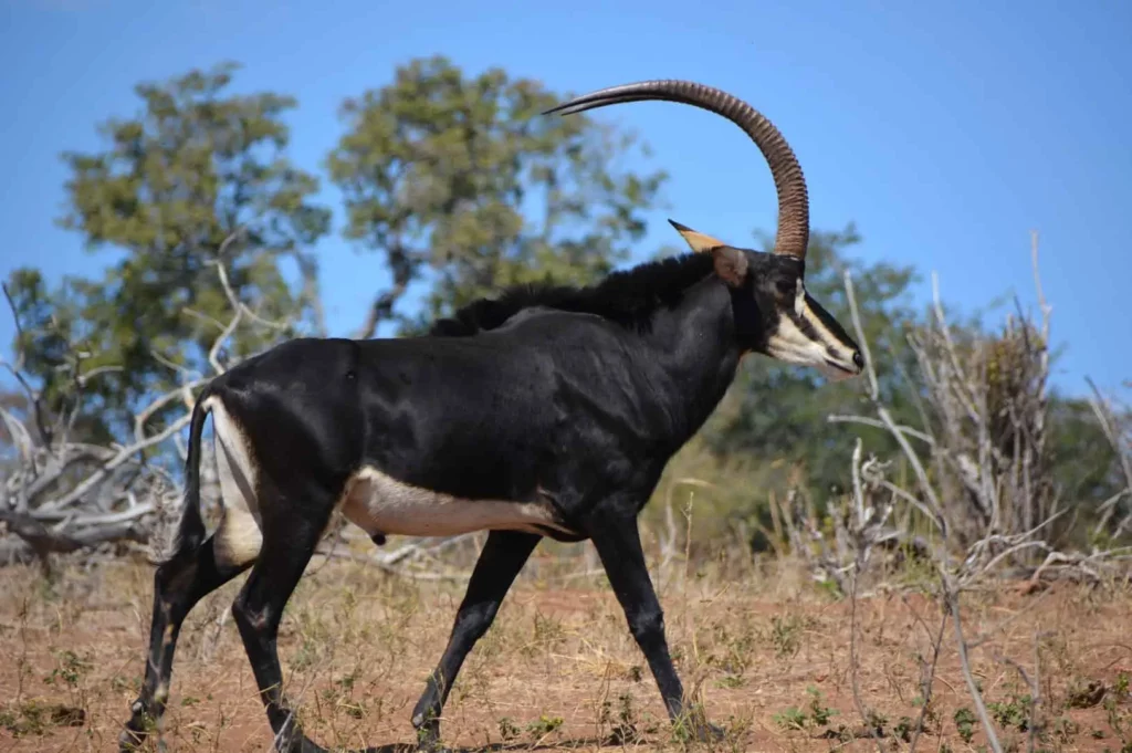 Trophy hunting Sable Antelope in South Africa.