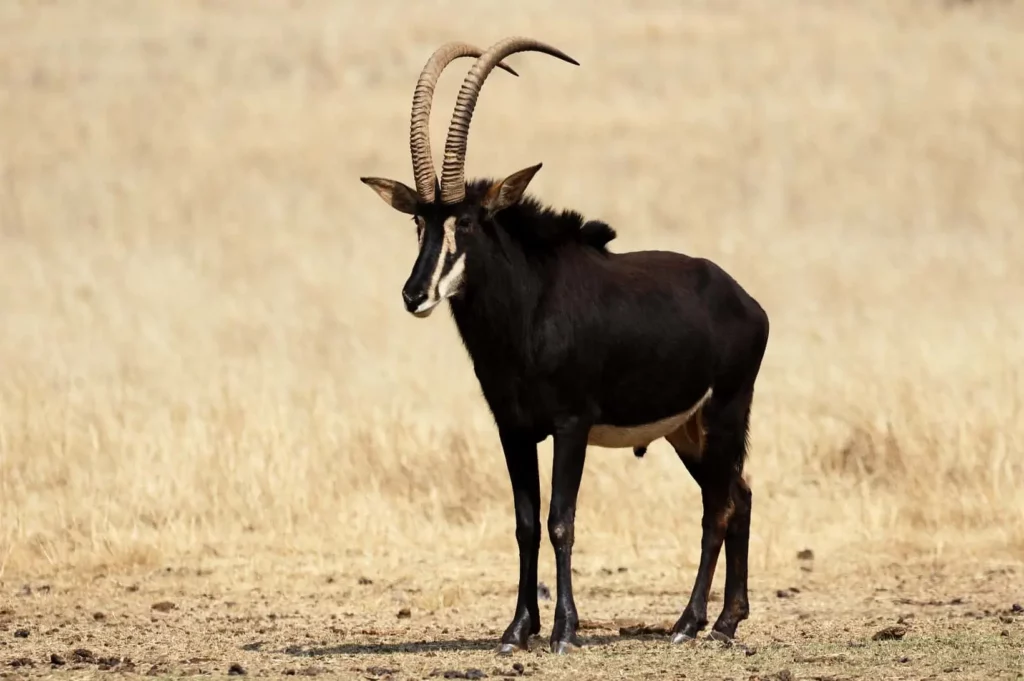 Hunting Safari in South Africa with Blackhorn Safaris- Big Sable Antelope Bull