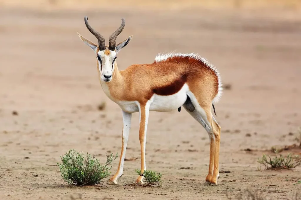 Hunting Packages in South Africa Springbuck - Common Springbok.