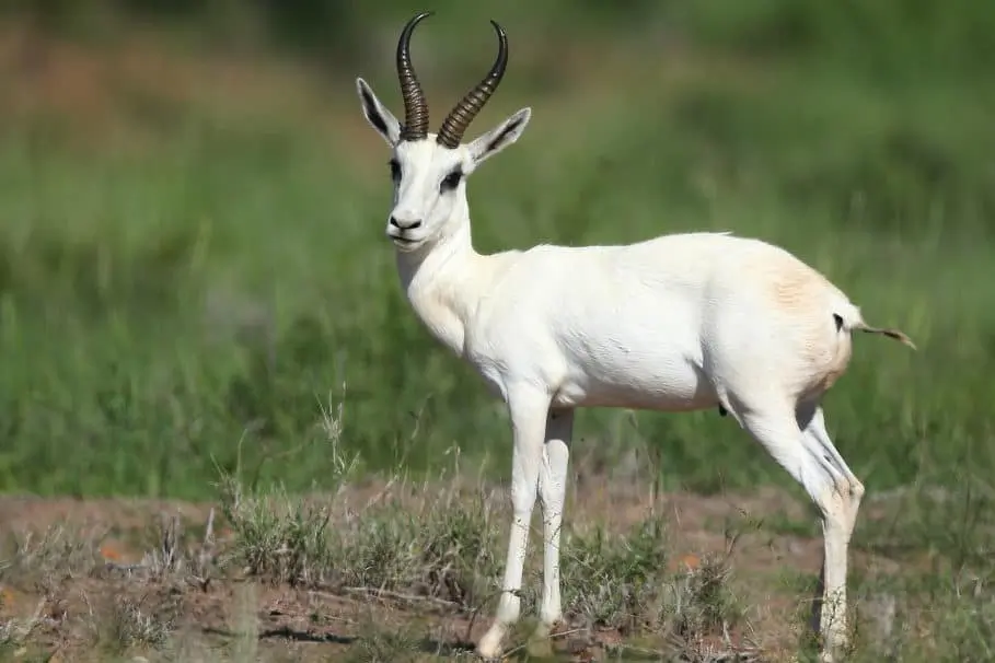 Hunting Safari in South Africa - White Springbuck in Hunting Package