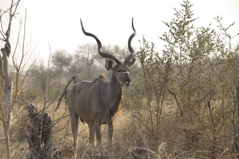 Bookings - Hunt Kudu in South Africa