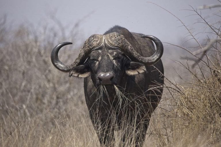 Cape Buffalo Hunting Safari South Africa - Trophy Hunts