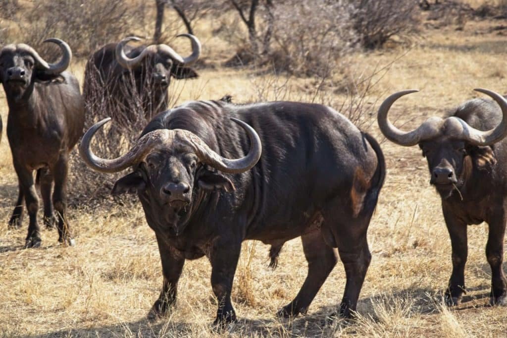 Cape Buffalo - Blackhorn Safaris