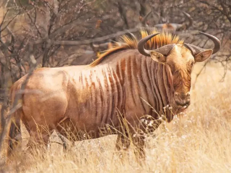 Bow hunting Golden Wildebeest in South Africa