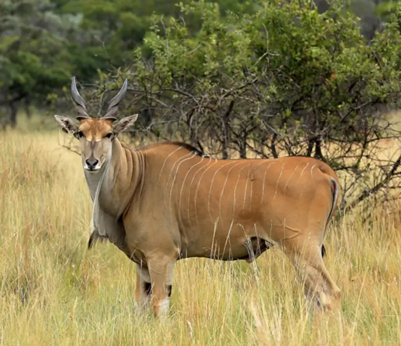 Livingstone Eland a member of the plains game group of animals.
