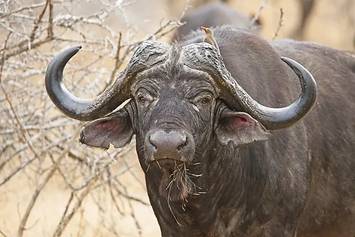 Buffalo Hunting in South Africa