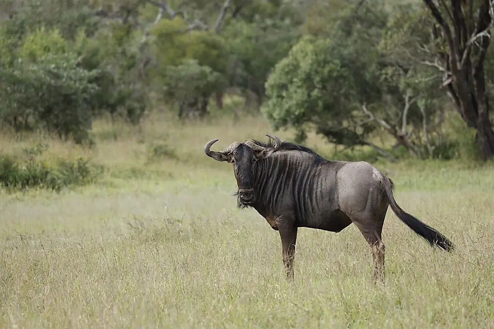 Blue Wildebeest - plains game hunting in South Africa