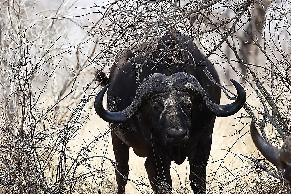 Hunting in South Africa with an Outfitter - Cape Buffalo