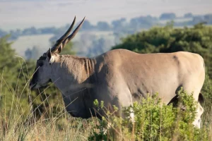 Eland for the bow hunter.