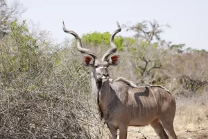 Bow hunting package with Kudu.