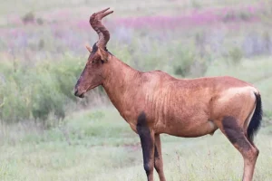 Bow Hunting Packages & Price List - South Africa Bow Hunting Safari - Buffalo Bull