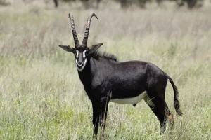 Sable Antelope to bow hunt.
