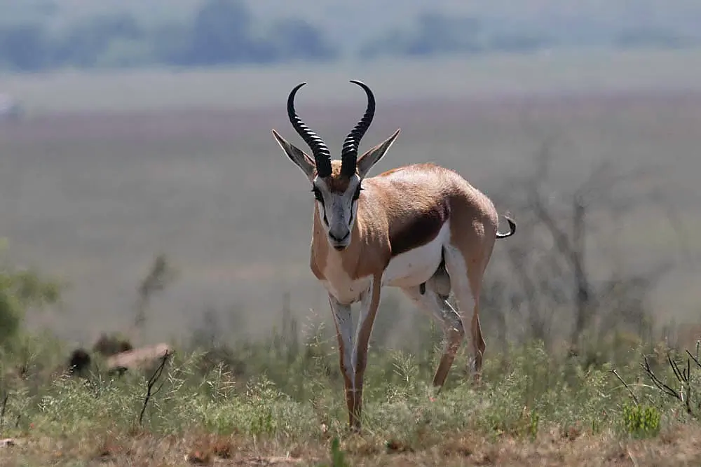 Springbuck  sought after South African Plains Game trophy.