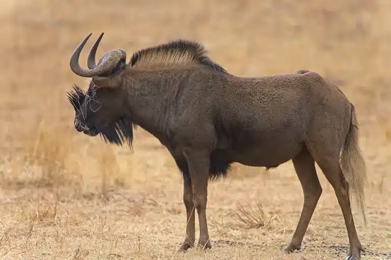 Black Wildebeest hunting in South Africa - Mature Bull.