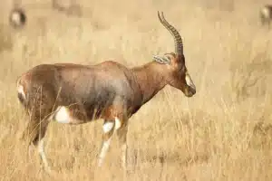 Bow hunt Blesbuck.