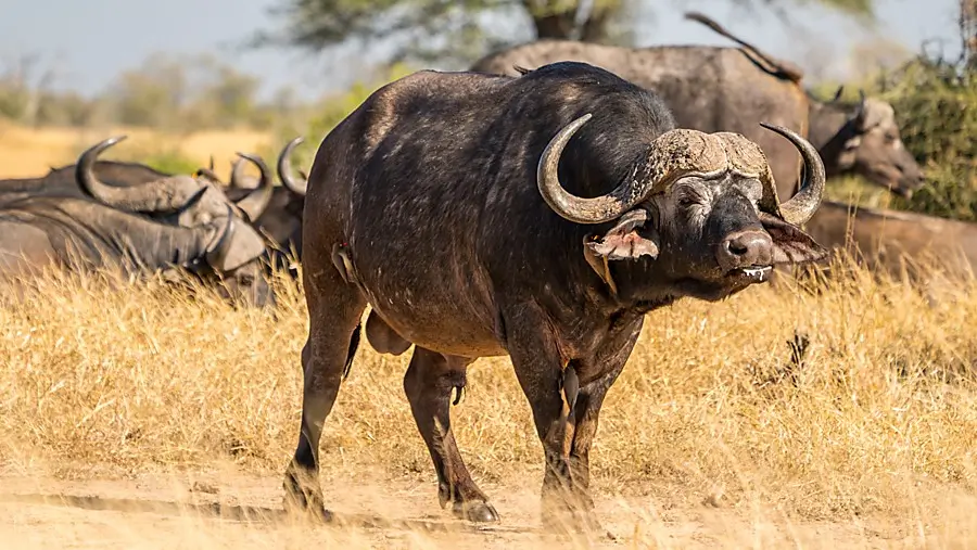 Safari Hunt in South Africa - Cape Buffalo Bull package hunt