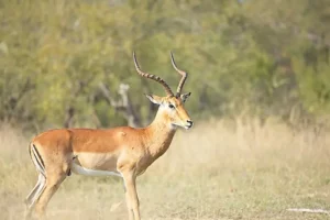 Price to bow hunt impala.