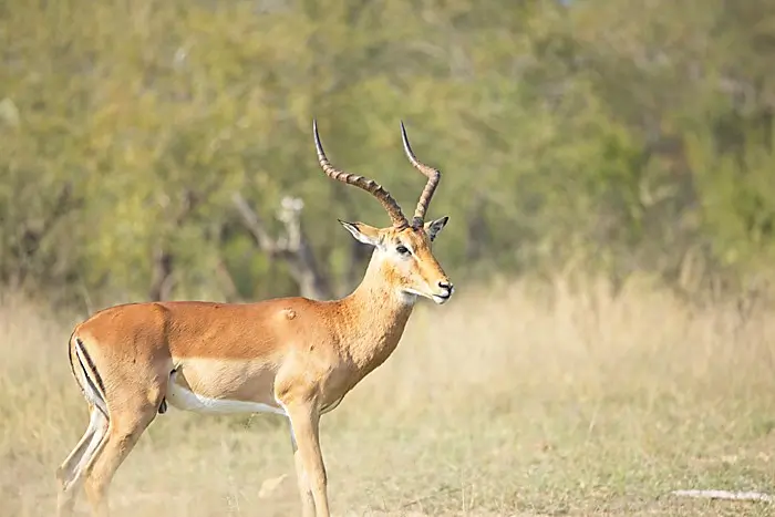 Impala in South Africa - Impala in open bushveld.