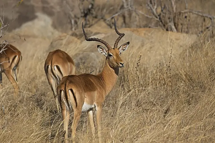 So are these springbuck suits