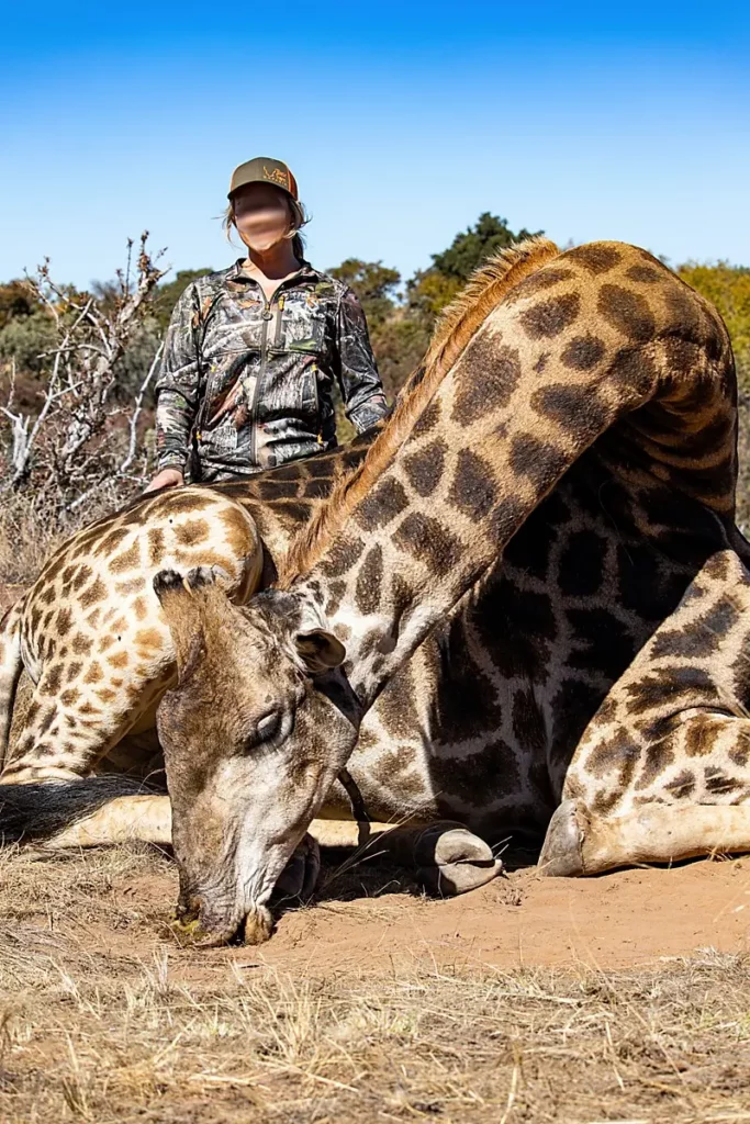 Hunting Giraffe in South Africa - Hunter with a trophy Giraffe.