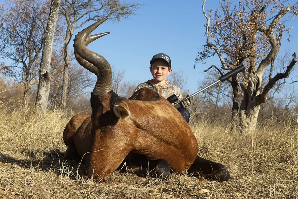 Red Hartebeest hunt - young hunter and Red Hartebeest