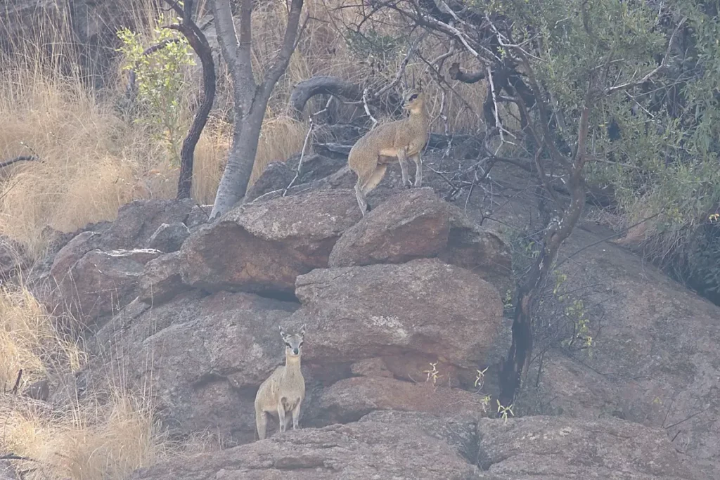 Klipspringer on the mountainside