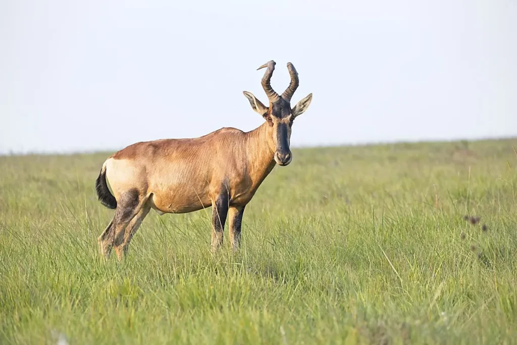 Red Hartebeest on the open plains of South Africa.