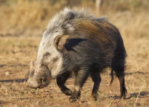 Bow Hunting Packages & Price List - South Africa Bow Hunting Safari - Buffalo Bull