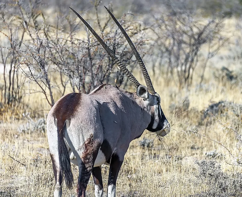 Gemsbuck trophy bull in the Kalahari