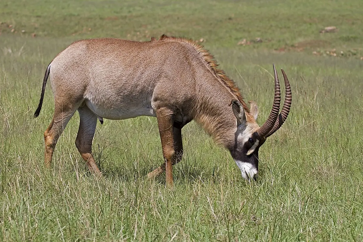 Bow Hunt Roan Antelope in South Africa - Roan Bull in open grass veld.