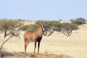 Roan antelope on a bow hunt.