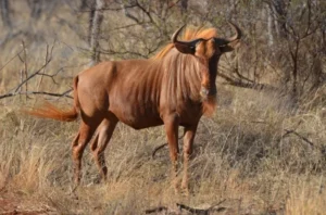 Bow hunting prices for Golden Wildebeest.