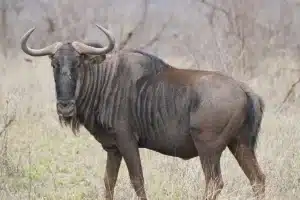 Bow hunting Blue Wildebeest in South Africa.