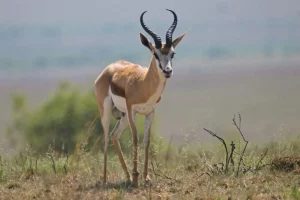 Bow hunt Springbuck in South Africa.
