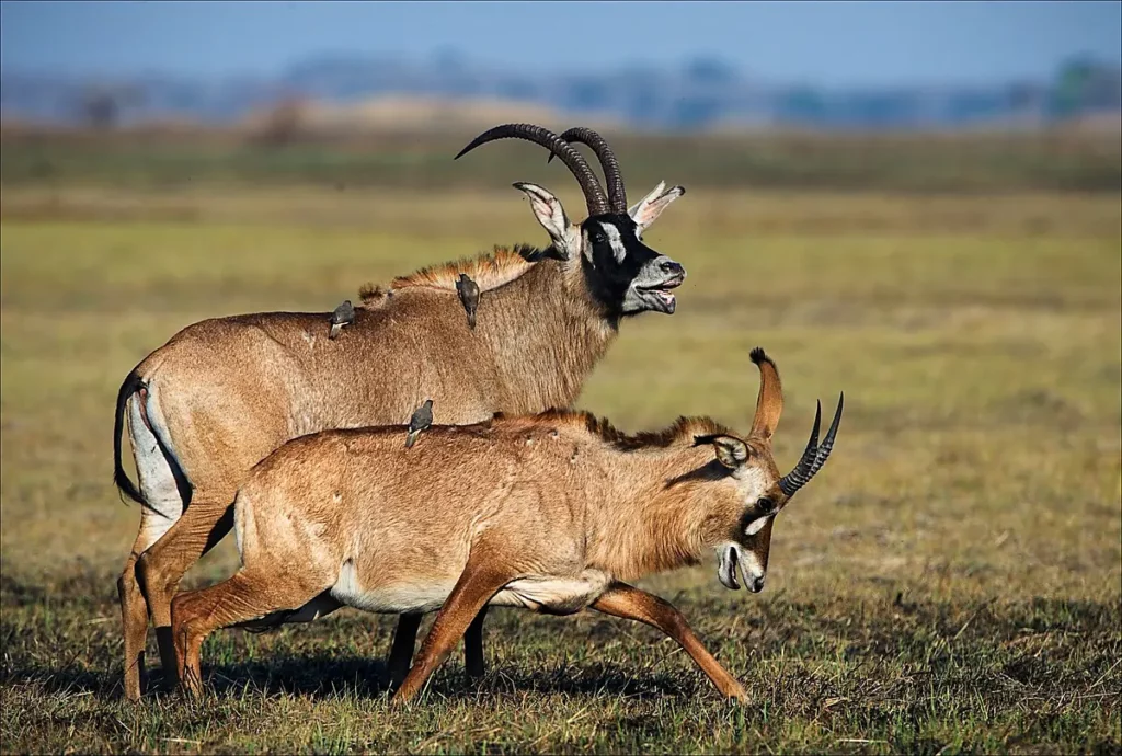 Roan Antelope in South Africa