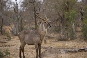 Waterbuck on a bow hunt in Africa.