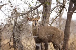 Bow hunt Bushbuck.