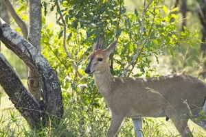 Duiker bow hunting.