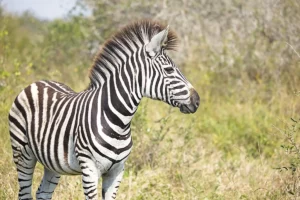 Bow hunting package for Zebra.