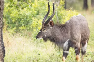 Bow Hunting Packages & Price List - South Africa Bow Hunting Safari - Buffalo Bull