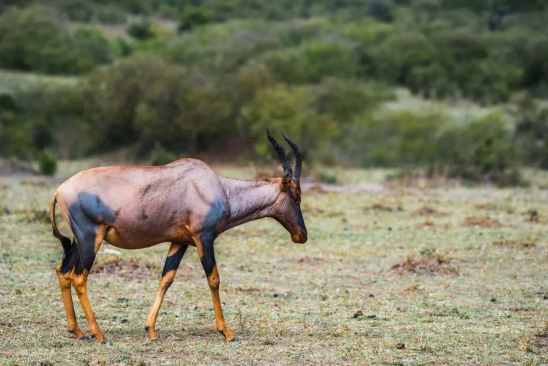 Bow Hunt Tsessebe in South Africa